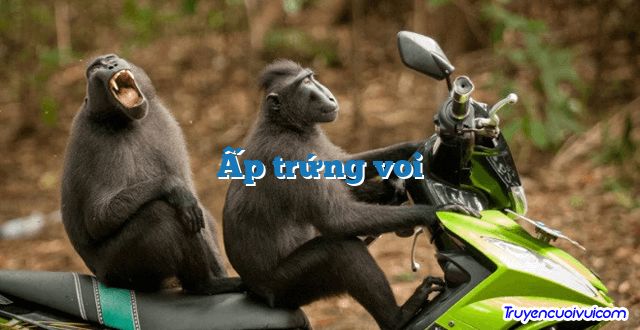 Ấp trứng voi