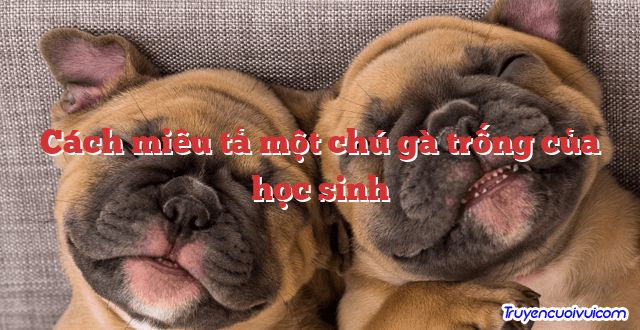 Cách miêu tả một chú gà trống của học sinh 		