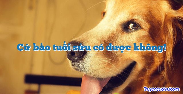 Cứ bảo tuổi sửu có được không! 		