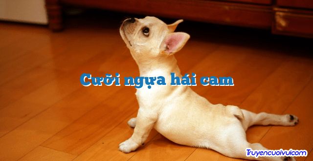 Cưỡi ngựa hái cam