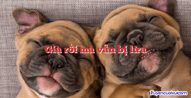 Già rồi mà vẫn bị lừa 		