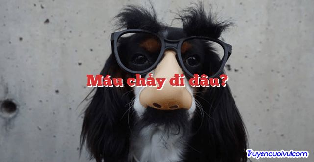 Máu chảy đi đâu? 		
