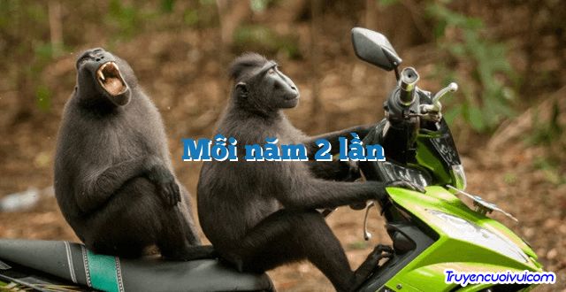 Mỗi năm 2 lần 		