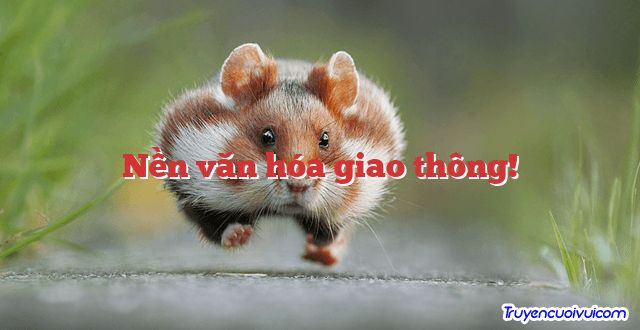 Nền văn hóa giao thông!