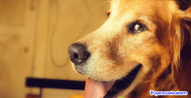 Sắp được “bổ nhiệm” 		