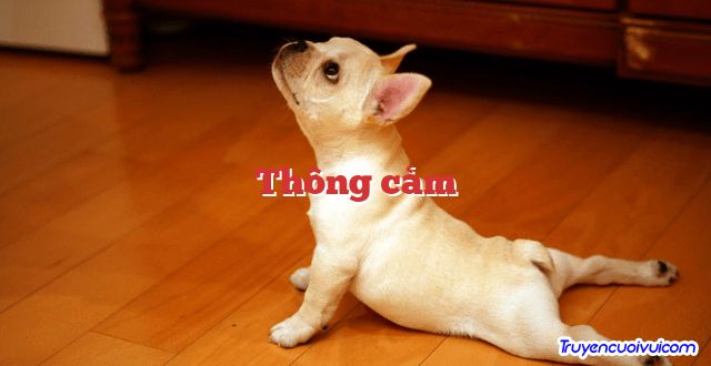 Thông cảm