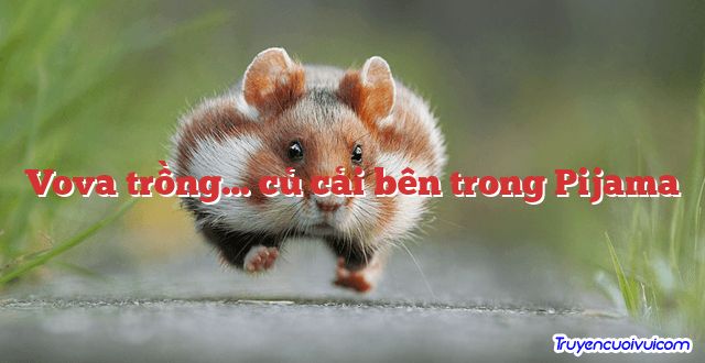 Vova trồng… củ cải bên trong Pijama 		