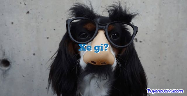 Xe gì?