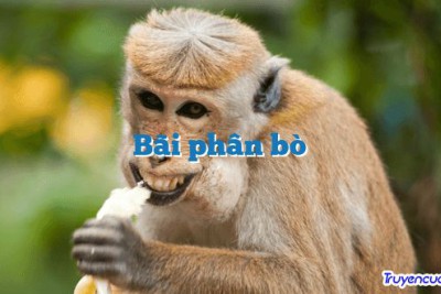Bãi phân bò 		