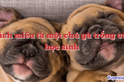 Cách miêu tả một chú gà trống của học sinh 		