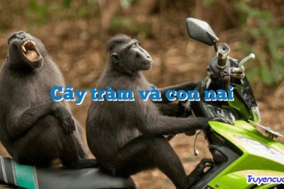 Cây tràm và con nai 		