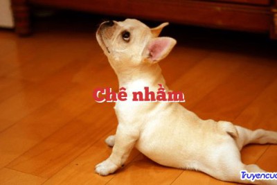 Chê nhầm