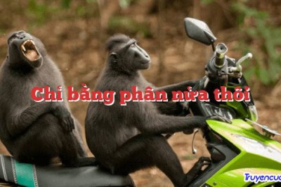 Chỉ bằng phân nửa thôi 		