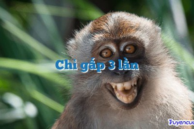 Chỉ gấp 3 lần