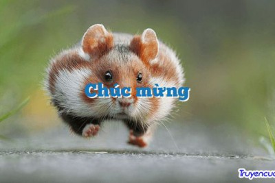 Chúc mừng 		