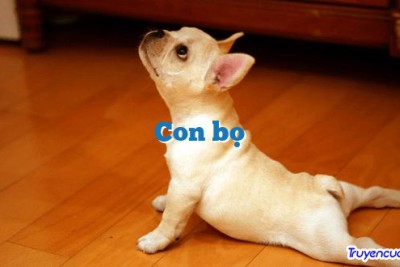 Con bọ