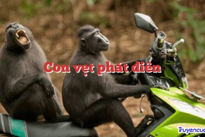 Con vẹt phát điên 		