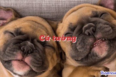 Cứ tưởng