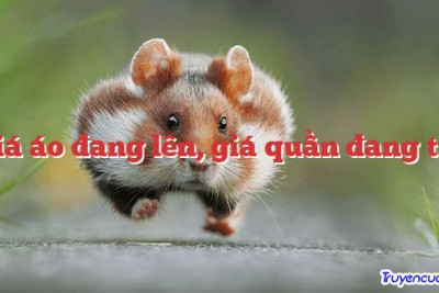 Giá áo đang lên, giá quần đang tụt 		