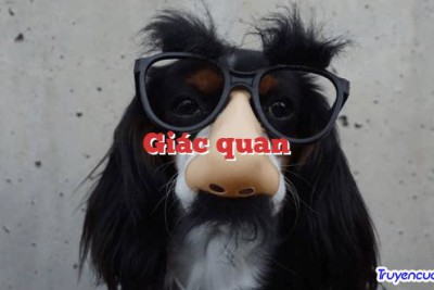 Giác quan 		