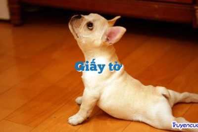 Giấy tờ