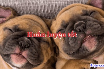 Huấn luyện tốt 		