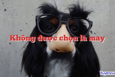 Không được chọn là may 		