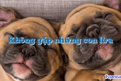 Không gặp những con lừa 		