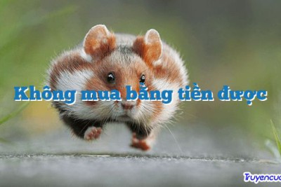 Không mua bằng tiền được 		