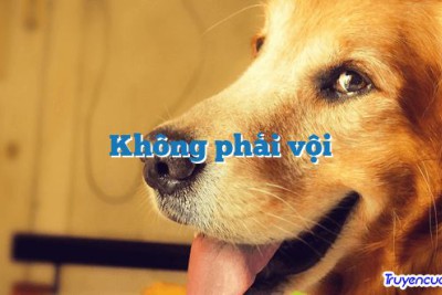 Không phải vội