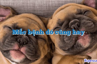 Mắc bệnh đó cũng hay 		