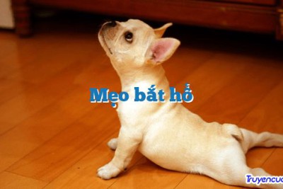 Mẹo bắt hổ 		