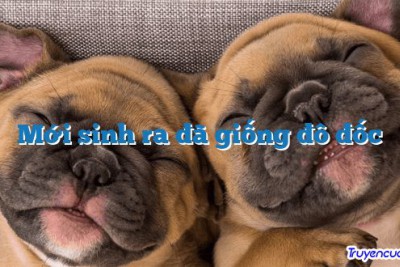 Mới sinh ra đã giống đô đốc 		