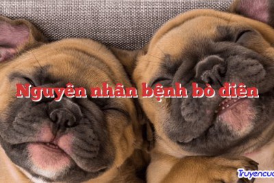 Nguyên nhân bệnh bò điên