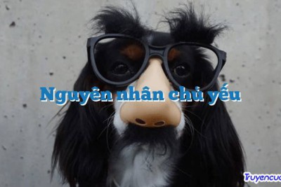 Nguyên nhân chủ yếu 		