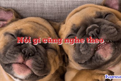 Nói gì cũng nghe theo 		