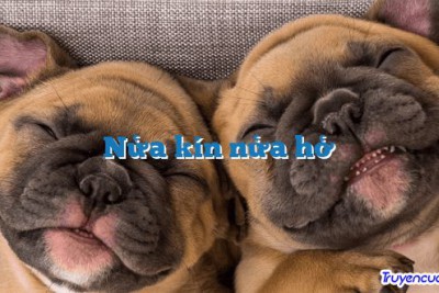 Nửa kín nửa hở 		