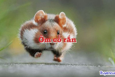 Ôm cổ rắn 		