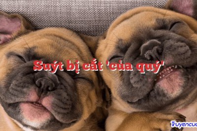 Suýt bị cắt 'của quý' 		