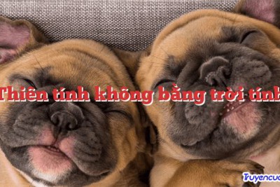 Thiên tính không bằng trời tính 		