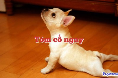Tóm cổ ngay 		