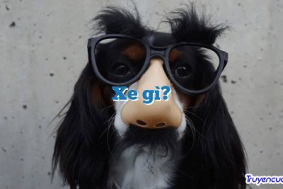 Xe gì?